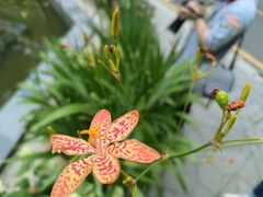 -深圳市中科院仙湖植物园