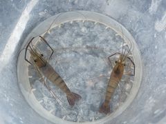 -DGE季风钓虾营地·团建·聚会