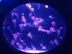 -珠海长隆海洋王国