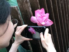 -陈家山荷花公园