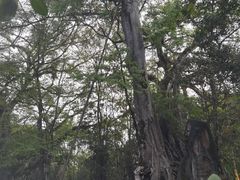 -独树成林