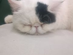 -安格丽娜·狗咖·猫咖羊驼咖(春熙路百盛商场店)