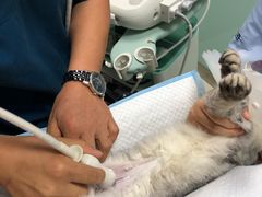-纳吉亚猫专科动物医院博雅分院