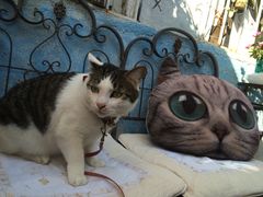 -海边的猫和咖啡馆