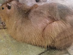 -正佳雨林生态植物园