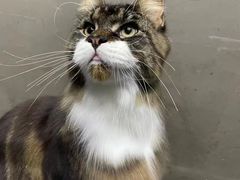 -PETKIT小佩宠物·低压洗护(国顺东路店)