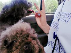 -趣玩宠物乐园寄养训犬训狗游泳池