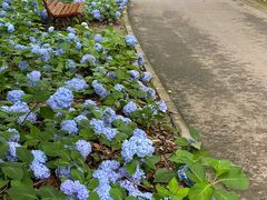 -上海滨江森林公园