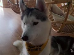 -Husky Go! 哈士奇体验馆·宠物咖啡厅狗咖