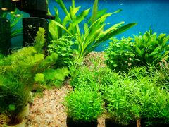 -双季花艺园艺市场(浦东店)