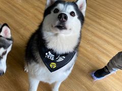 -Husky Go! 哈士奇体验馆·宠物咖啡厅狗咖