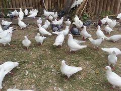 -上海野生动物园