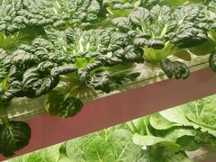 -卡吉诺动物奶油生日蛋糕(东明路店)