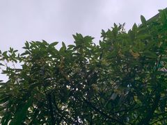 -四川大学(望江校区)