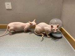 -飞行喵MR PILOT|猫舍·猫咖(静安大融城店)