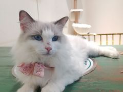 -喵喵咪呀布偶猫咖(春熙路店)