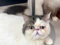 -共舞时光猫咖·狗咖(新街口店)