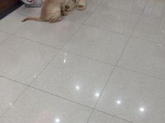 -瑞鹏宠物医院·夜间急症·心超·猫科(祖庙分店)