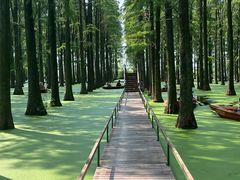 -渌洋湖湿地公园
