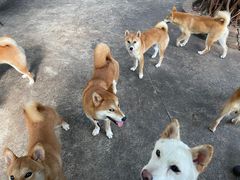 -柴犬高等学院·狗咖·柴犬售卖·宠物训练