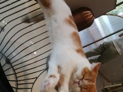 -飞行喵MR PILOT|猫舍·猫咖(静安大融城店)