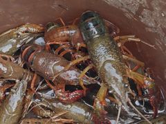 -同銮特种养殖场·龙虾垂钓