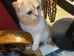 -猫色咖啡·猫咖