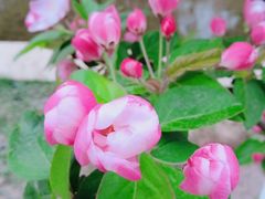 -海棠花溪(元大都城垣遗址公园)