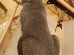 -猫咪派对(江南西店)