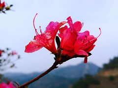 -木兰云雾山