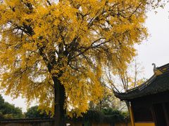 -苏州上方山国家森林公园