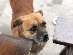 -大树下饭店(春晓镇慈岙社区卫生服务站南)
