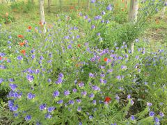 -艾溪湖湿地公园