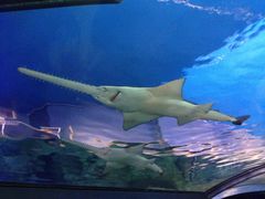 -悉尼海洋生物水族馆