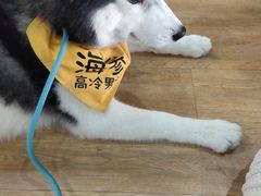 -Husky Go! 哈士奇体验馆·宠物咖啡厅狗咖