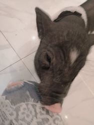 -Moni星球萌宠·小马宝莉·灵蛇·高端高阶全萌宠互动体验俱乐部(红豆国际广场店)