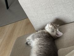 -babydoll猫舍·米努特·德文·缅因(久光中心店)