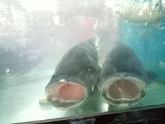 -全乐鱼馆·淳牌有机鱼直营店