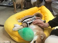 -逗柴咖啡屋·狗咖猫咖宠物桌游