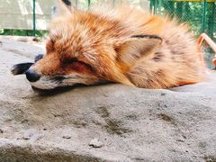 -宫城藏王狐狸村