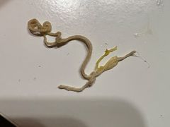 -兔行天下-鸿鹤鲜锅兔(中海国际店)