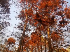 -长广溪湿地公园