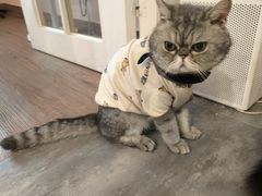 -楼上猫咖(罗湖店)