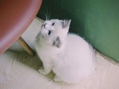 -松果猫咖(桐乡吾悦金街店)