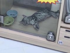 -猫大福·Fortune Cat猫舍(百子湾店)