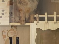 -中农大我爱我爱动物医院·核磁CT·猫病·24小时夜诊中心(石佛营店)