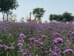 -季高兔窝窝亲子园(上海薰衣草公园店)