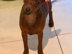 -宠福鑫康馨动物医院·骨科·眼科