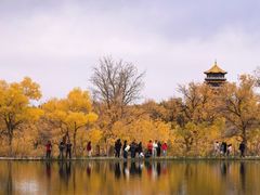 -金塔沙漠胡杨林景区