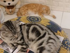 -平行世界·猫咖(首经贸店)